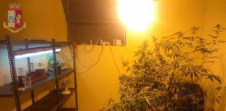 Scoperta, a Trinità, serra per la coltivazione "indoor" di marijuana