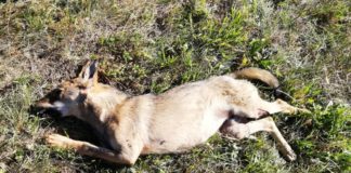 La carcassa di un altro lupo ritrovata a Bene Vagienna