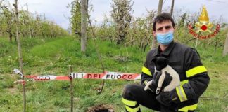 Vigili del fuoco salvano cane a Bagnolo Piemonte