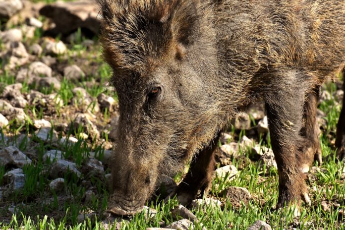Cinghiale