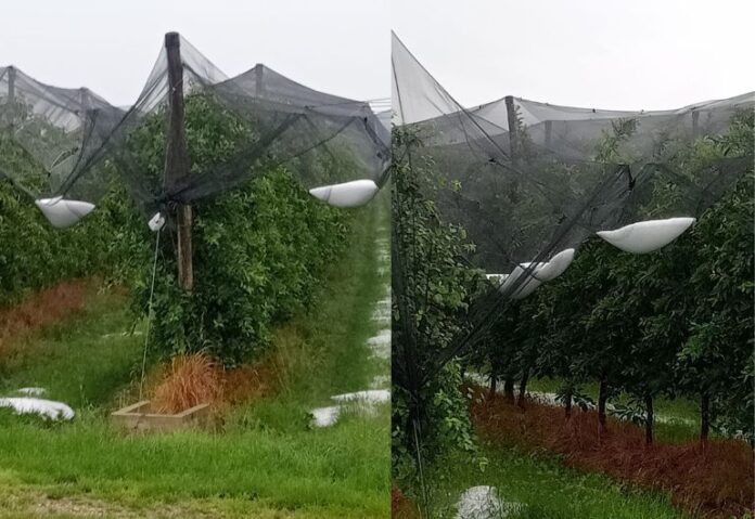 Grandine sui frutteti