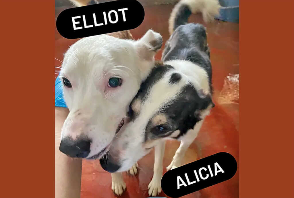 Elliot Alicia