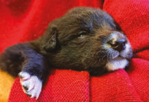 Piccoli cuccioli crescono Cuccioli 1