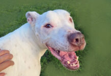 Cairo, il cane buono che soffre il canile Cairo