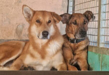 Shima e Jacky meritano una vita migliore Shima E Jacky