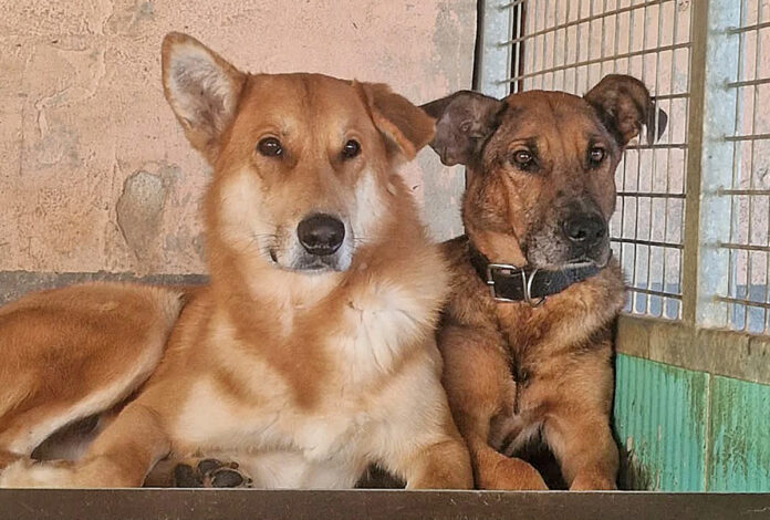 Shima E Jacky Shima E Jacky