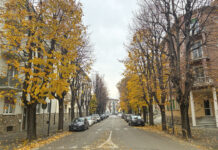 Potature a Fossano, si cambia Le alberate di corso Cristoforo Colombo