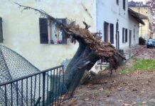 Bene Vagienna, crolla ippocastano ai giardini