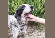 Babbu ti aspetta al Pinco Pallino Babbu