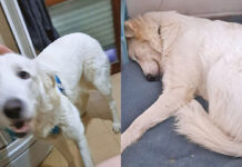 La vergogna dei cani “resi” Snow